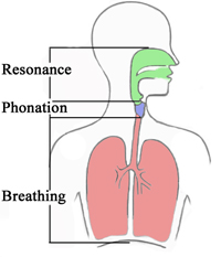 Subsystems of the vocal mechanism